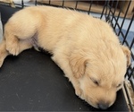 Small #17 Golden Labrador
