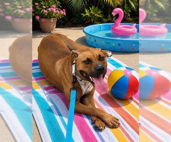 Medium Photo #3 American Pit Bull Terrier Puppy For Sale in Ocala, FL, USA