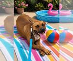 Small #2 American Pit Bull Terrier