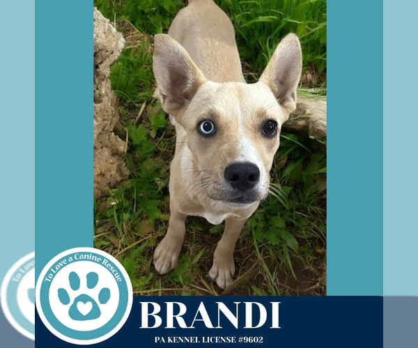 Medium Photo #1 Boxer-German Shepherd Dog Mix Puppy For Sale in Kimberton, PA, USA