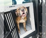 Small Photo #26 American Bulldog Puppy For Sale in Fargo, ND, USA