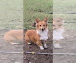 Small Photo #1 Pembroke Welsh Corgi Puppy For Sale in MIDLOTHIAN, TX, USA