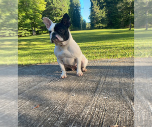 French Bulldog Puppy for sale in LOCUST GROVE, GA, USA