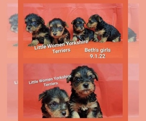 Yorkshire Terrier Puppy for sale in SHARPS CHAPEL, TN, USA