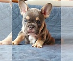 Small Photo #17 French Bulldog Puppy For Sale in MANHATTAN, NY, USA
