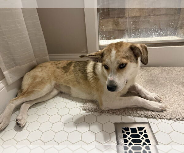 Medium Photo #7 Catahoula Leopard Dog-Golden Retriever Mix Puppy For Sale in Aurora, IN, USA