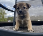Puppy Ridge Alaskan Husky-Border Collie Mix