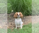 Small Photo #1 Cavalier King Charles Spaniel Puppy For Sale in WEBB CITY, MO, USA