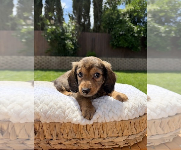 Medium Photo #1 Dachshund Puppy For Sale in NORTH HIGHLANDS, CA, USA