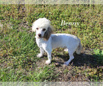 Small #27 Poodle (Toy)
