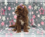 Small #6 Cavapoo