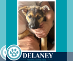 Small #2 German Shepherd Dog