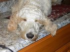 Small Photo #1 Labradoodle Puppy For Sale in CALL, NC, USA