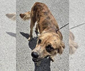 Catahoula Leopard Dog-Unknown Mix Dogs for adoption in San Antonio, TX, USA
