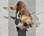 Small Catahoula Leopard Dog Mix