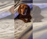 Small #3 Dachshund