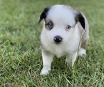 Small Photo #5 Miniature Australian Shepherd Puppy For Sale in BRANDON, MS, USA