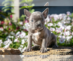 Puppy Nadia French Bulldog