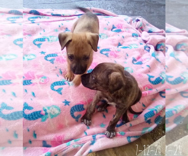 Medium Photo #12 Mutt Puppy For Sale in Apple Valley, CA, USA