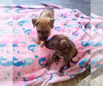 Small #11 Mutt