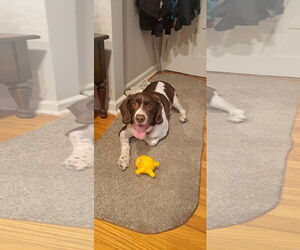 Border Collie-Brittany Mix Dogs for adoption in Curwensville, PA, USA