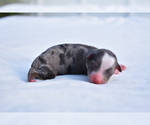 Small #2 Miniature Australian Shepherd