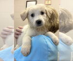 Small Anatolian Shepherd Mix
