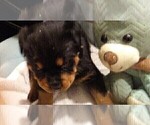 Small Photo #5 Rottweiler Puppy For Sale in CONWAY, AR, USA