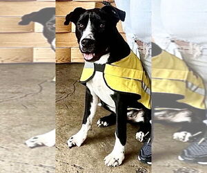 Daddio - Male Mutt Dog for Adoption - Photo #6