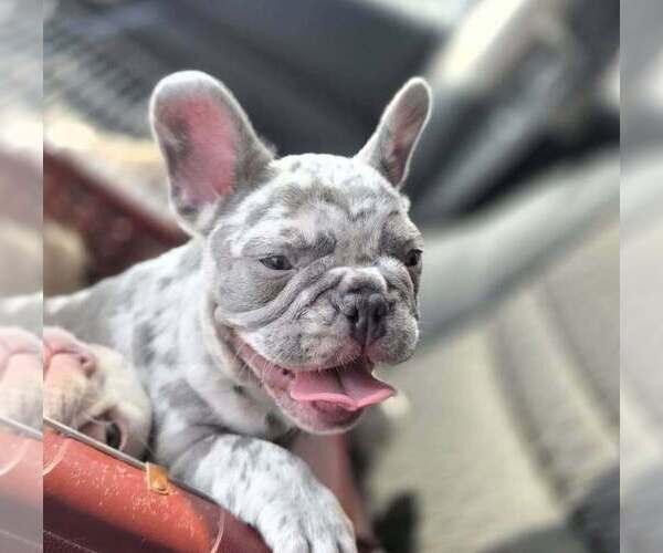 Medium Photo #4 French Bulldog Puppy For Sale in BOSTON, KY, USA