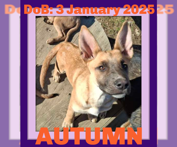 Medium Photo #16 German Shepherd Dog-Unknown Mix Puppy For Sale in Sebec, ME, USA