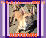 Small #15 German Shepherd Dog Mix