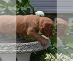 Small #1 Golden Retriever