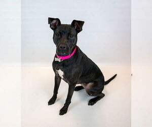 Labrador Retriever-Unknown Mix Dogs for adoption in Kennesaw, GA, USA