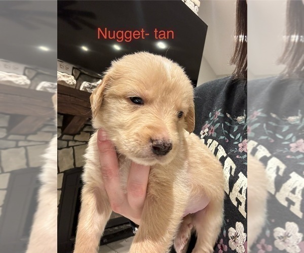 Medium Photo #3 Australian Retriever Puppy For Sale in NEWCOMERSTOWN, OH, USA