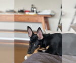 Small #22 German Shepherd Dog