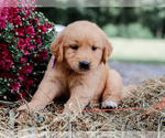 Small #3 Golden Retriever