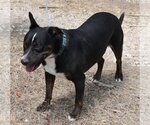 Small #2 Rottweiler Mix
