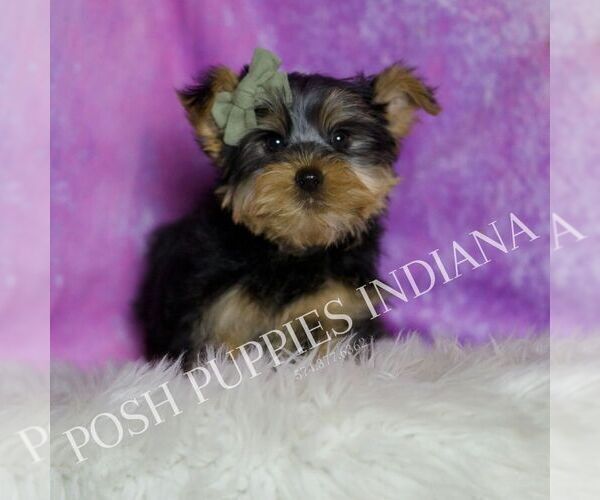 Medium Photo #4 Yorkshire Terrier Puppy For Sale in WARSAW, IN, USA