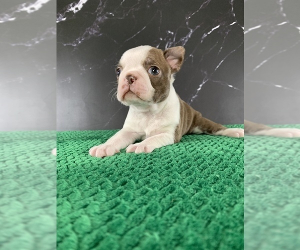 Medium Photo #15 Boston Terrier Puppy For Sale in TULARE, CA, USA