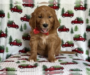 Goldendoodle Puppy for sale in LAKELAND, FL, USA