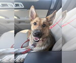 Small Photo #5 Mutt Puppy For Sale in Andover, MN, USA