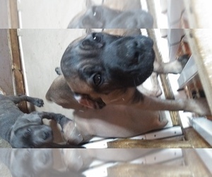 Cane Corso Puppy for sale in MEDARYVILLE, IN, USA