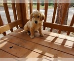 Small Photo #2 Golden Retriever Puppy For Sale in PEYTON, CO, USA