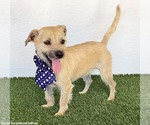 Small #1 Norfolk Terrier Mix