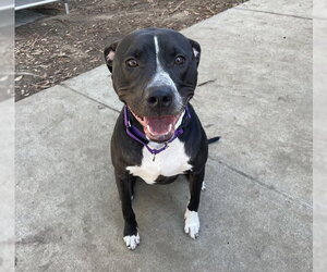 Staffordshire Bull Terrier-Unknown Mix Dogs for adoption in Martinez, CA, USA