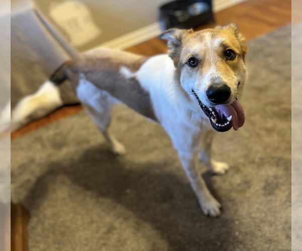 Medium Photo #4 Carolina Dog-Unknown Mix Puppy For Sale in Calhoun, GA, USA