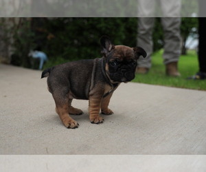 French Bulldog Puppy for sale in CARROLLTON, TX, USA