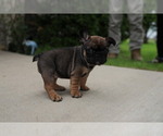 Small Photo #1 French Bulldog Puppy For Sale in CARROLLTON, TX, USA