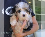 Small #3 Bernedoodle (Miniature)